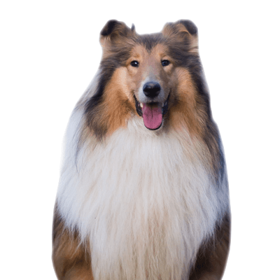 collie