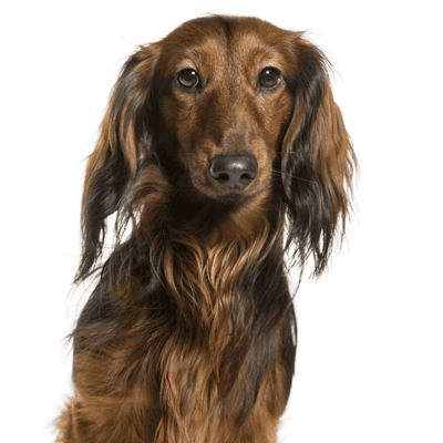 dachshund