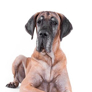 dogalemao