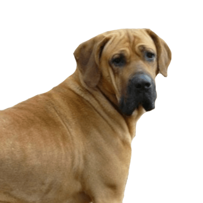 fila-brasileiro