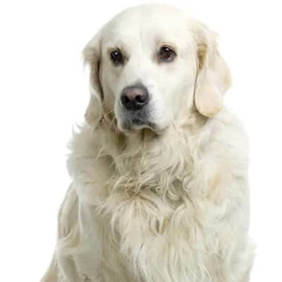 golden-retriever-1