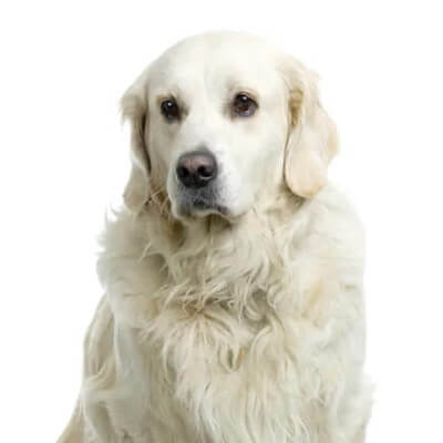 golden-retriever