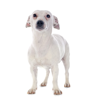 jack-russel-terrier