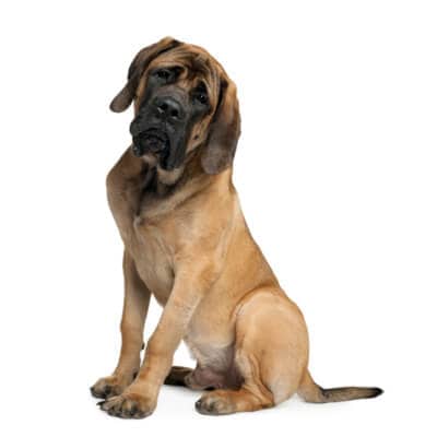 mastiff