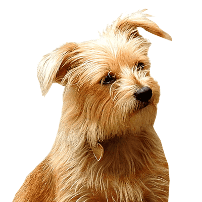 norfolk-terrier