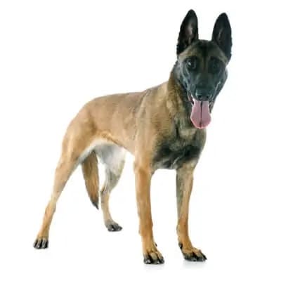 pastor-belga-malinois