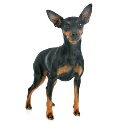 pinscher-schnauzer-standart