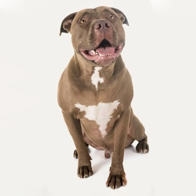 pitbull