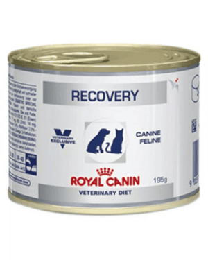 recovery-springer-spaniel
