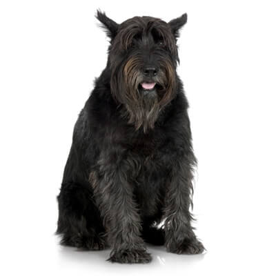 schnauzer-gigante
