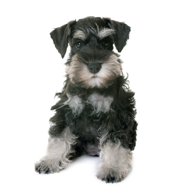 schnauzer-miniatura