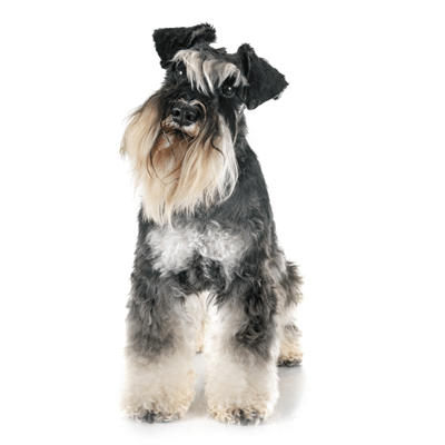 schnauzer-miniatura