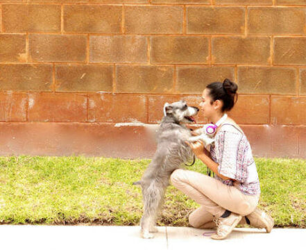 schnauzer-standart-brincando