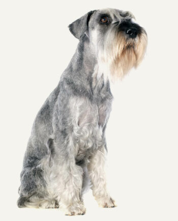 schnauzer-standart-guia-racas