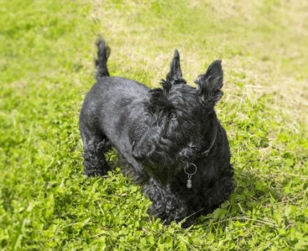 scottish-terrier-brincando