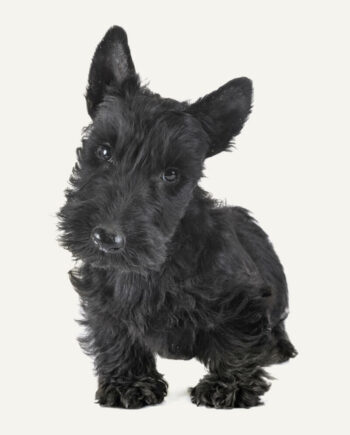 scottish-terrier-guia-racas