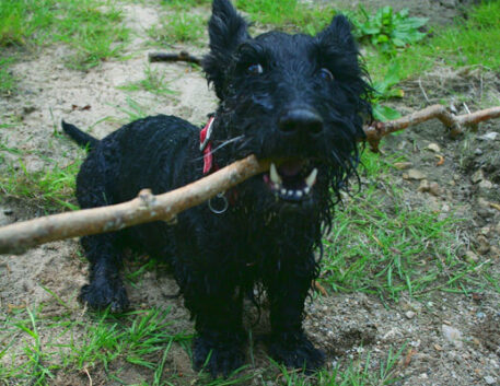 scottish-terrier-saudavel