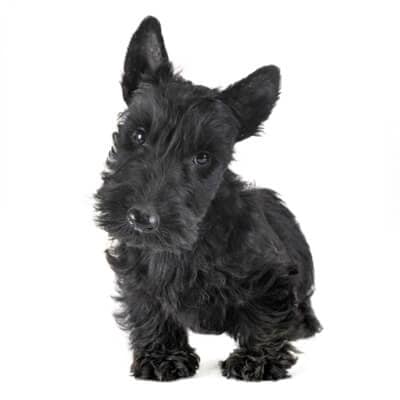 scottish-terrier