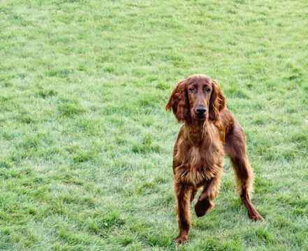 setter-irlandes-brincando