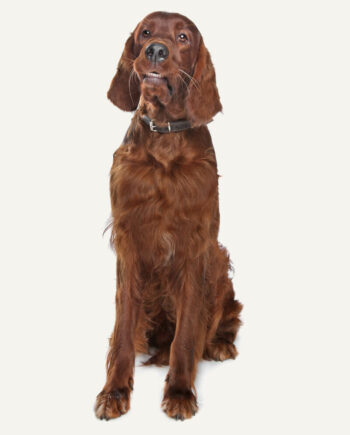 setter-irlandes-guia-racas