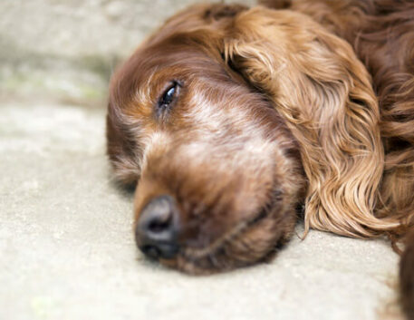 setter-irlandes-saudavel