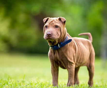 shar-pei-brincando