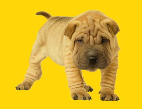 shar-pei-filhote