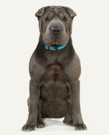 shar-pei-guia-racas