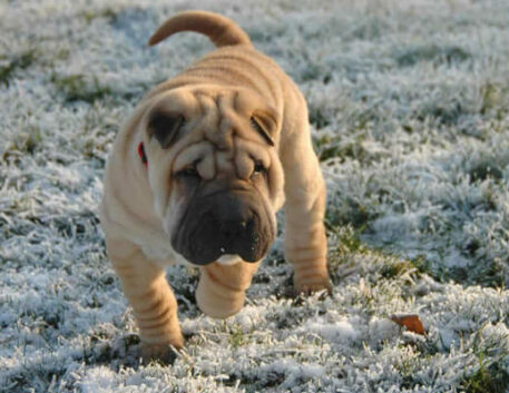 shar-pei-saudavel