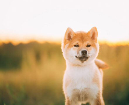 shiba-inu-brincando