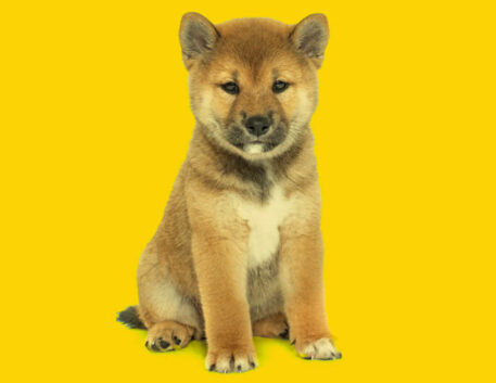 shiba-inu-filhote