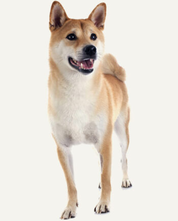 shiba-inu-guia-racas