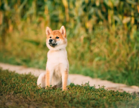 shiba-inu-saudavel