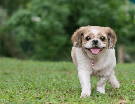 shih-tzu