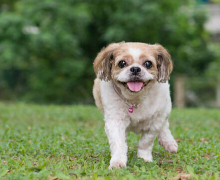shih-tzu-brincando