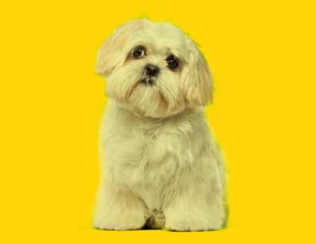 shih-tzu-filhote