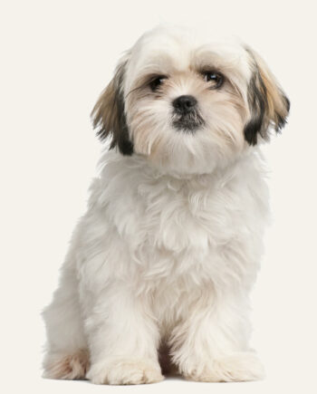 shih-tzu-guia-racas