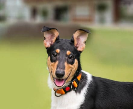 smooth-collie-brincando