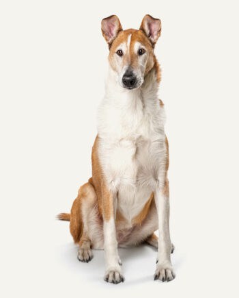 smooth-collie-guia-racas