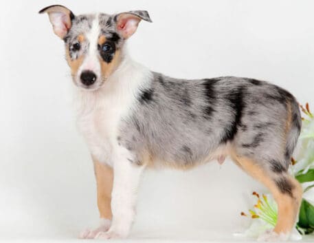 smooth-collie-saudavel