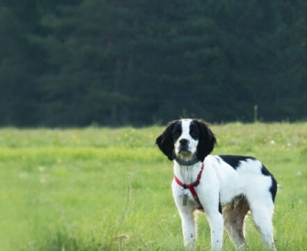 spaniel-bretao-brincando