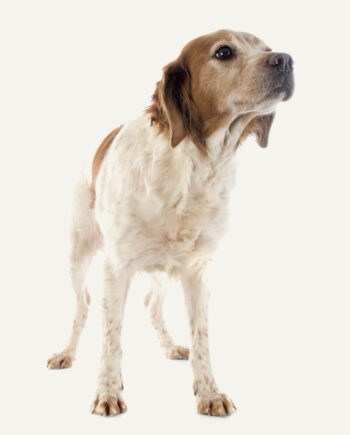spaniel-bretao-guia-racas