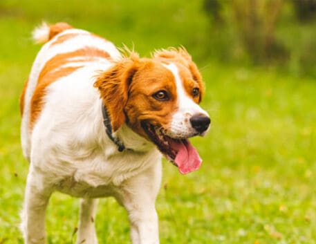 spaniel-bretao-saudavel