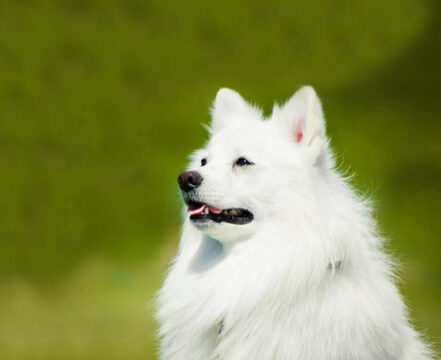 spitz-brincando
