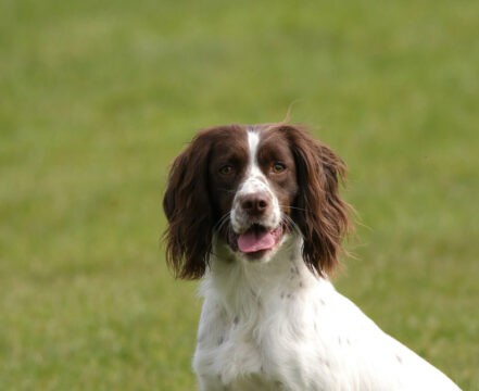 springer-spaniel-brincando