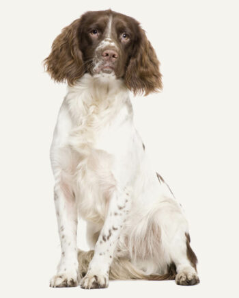 springer-spaniel-guia-racas