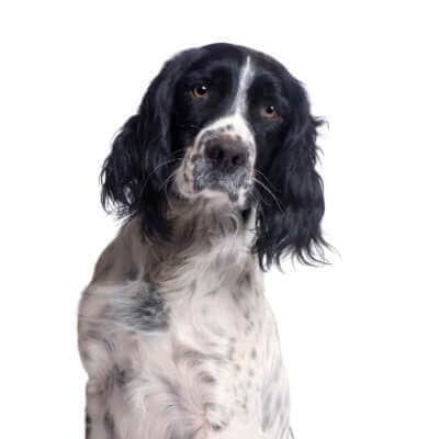 springer-spaniel-ingles-1