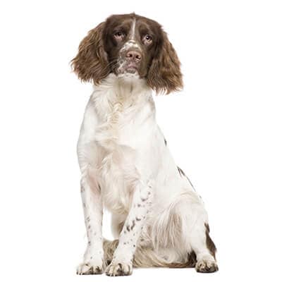 springer-spaniel-ingles-2