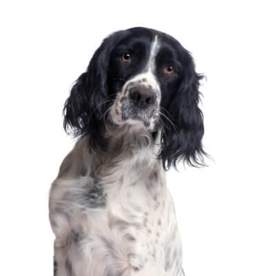 springer-spaniel-ingles