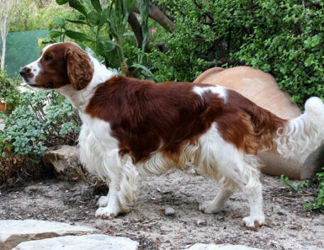 springer-spaniel-saudavel